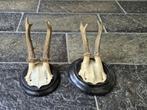2 x Antiek Ree Gewei op zwart houten schild samen € 19, Ophalen of Verzenden, Gebruikt, Hert, Gewei of Kop