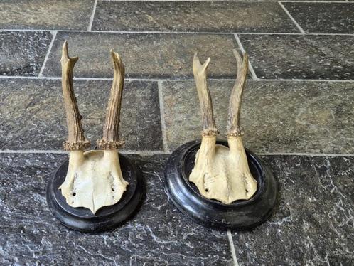 2 x Antiek Ree Gewei op zwart houten schild samen € 19, Verzamelen, Dierenverzamelingen, Gebruikt, Gewei of Kop, Hert, Ophalen of Verzenden