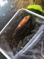 2 koikarpers / koi's / ghostkoi, Karper of Koi