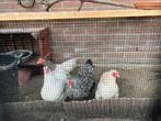 4 wyandotte krielen, Dieren en Toebehoren, Pluimvee, Vrouwelijk, Kip