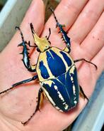 Rozenkever mecynorrhina insecten larven, Dieren en Toebehoren, Amfibie