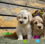 Tibetaanse terrier x labradoodle pups, medium., Dieren en Toebehoren, Nederland, Overige rassen, 8 tot 15 weken, CDV (hondenziekte)
