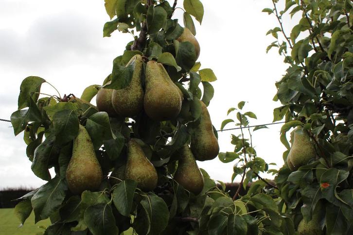 Perenbomen te koop, Tuin en Terras, Planten | Fruitbomen, Perenboom, 100 tot 250 cm, Lente, Ophalen