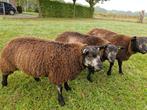 blauwe texelaar dek rammen, Dieren en Toebehoren, Schapen, Geiten en Varkens, Mannelijk, Schaap