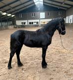 Super braaf merrie veulen 3/4 fries, Dieren en Toebehoren, Merrie, Minder dan 160 cm, Gechipt, 0 tot 2 jaar