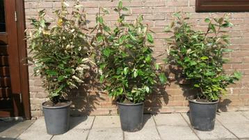 Elaeagnus ebbingei en Compacta Olijfwilg 60/80cm tm 120/140  beschikbaar voor biedingen