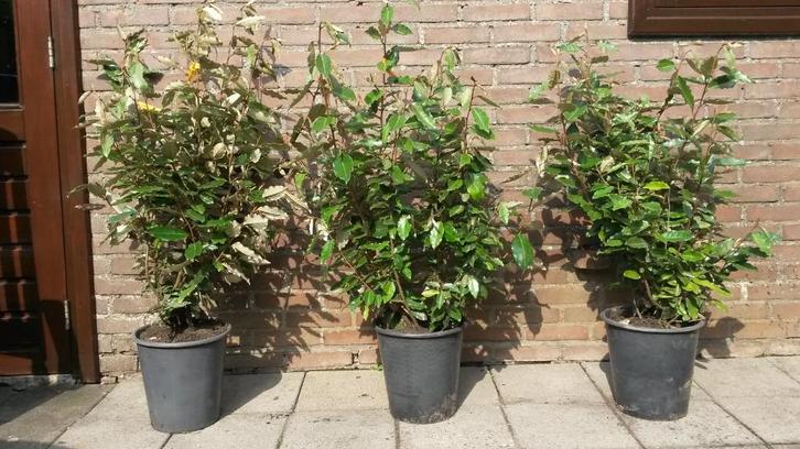 Elaeagnus ebbingei en Compacta Olijfwilg 60/80cm tm 120/140, Tuin en Terras, Planten | Struiken en Hagen, Struik, Overige soorten