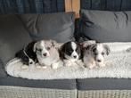 Prachtige Welsh Corgi Cardigan pups, Parvo, Overige rassen, 8 tot 15 weken, Meerdere