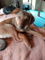 Sadie is ter adoptie!, Dieren en Toebehoren, 15 weken tot 1 jaar, Handelaar, Buitenland, Parvo