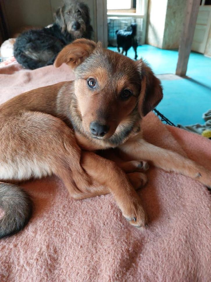Sadie is ter adoptie!, Dieren en Toebehoren, Honden | Niet-rashonden, Klein, Meerdere dieren, Handelaar, Meerdere, Buitenland