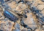Armadillidium arcangelii, Overige soorten