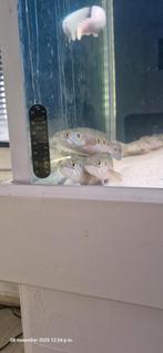 Channa pleurophthalma 3x waarvan 1 blind, Dieren en Toebehoren, Vis