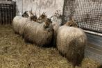 5 mooie racka ooien, Dieren en Toebehoren, Schapen, Geiten en Varkens, Vrouwelijk, Schaap, 0 tot 2 jaar