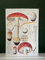 Vliegenzwam Kunstkaart A4 - Hans Walty, Wandkunstkaarten.nl, Ophalen of Verzenden, Wandkunstkaarten.nl, Nieuw