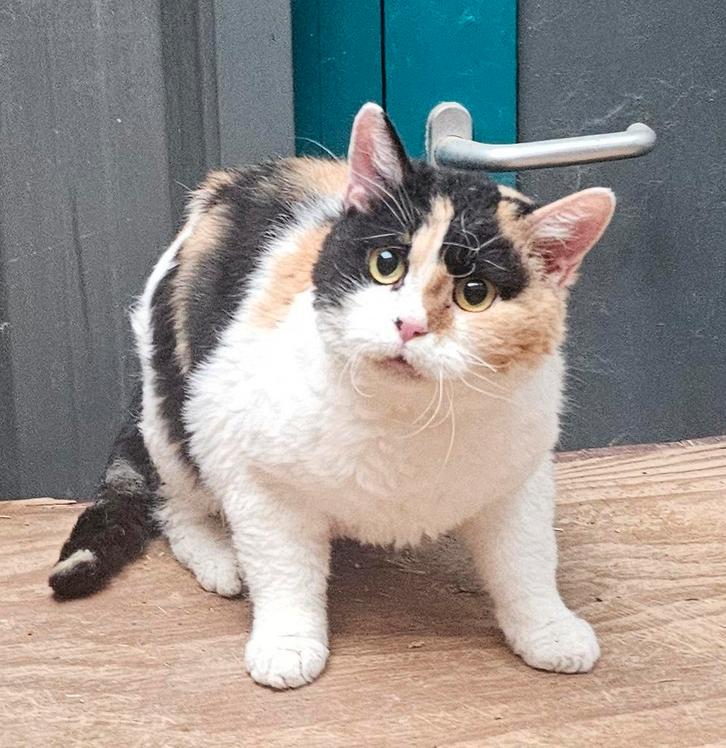 Lapjespoes rex vacht poes 3 jaar, Dieren en Toebehoren, Katten en Kittens | Overige Katten, Kortharig, Poes, 3 tot 5 jaar