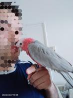 Super lieve tamme jonge roze kaketoe (galah), Dieren en Toebehoren, Vogels | Parkieten en Papegaaien, Papegaai, Geslacht onbekend