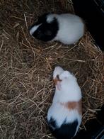 Cavia's, Cavia, Vrouwelijk, Januari, Tam
