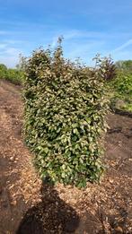 Elaeagnus ebbingei compacta, Ophalen