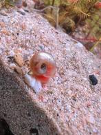 Ramshoorn slakken €0,50, Slak of Weekdier