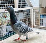 Uit rechtstreekse Gert Rotman, Dieren en Toebehoren, Vogels | Duiven, Vrouwelijk, Postduif