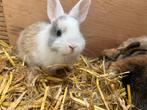 Lieve, jonge konijntjes (half leeuwenkop), Dieren en Toebehoren, Konijnen, Meerdere dieren