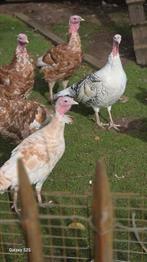 Kalkoen te koop, Dieren en Toebehoren, Pluimvee, Meerdere dieren, Kalkoen