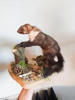 Opgezette Steenmarter Taxidermie, Antiek en Kunst, Curiosa en Brocante, Ophalen of Verzenden