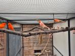 Kanaries te koop, Dieren en Toebehoren, Meerdere dieren, Parkiet