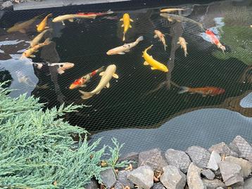 Complete koi vijver met toebehoren beschikbaar voor biedingen