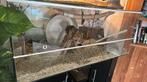 3 mannetjes degoe’s met terrarium, Dieren en Toebehoren, Overige soorten, Met terrarium