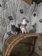 Duiven te koop, Dieren en Toebehoren