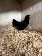 Uilebaardkrielhen en kraaikopkriel hen, Dieren en Toebehoren, Pluimvee, Vrouwelijk, Kip