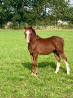 Welsh a hengst veulen, Dieren en Toebehoren, Pony's, Niet van toepassing, 0 tot 2 jaar, Hengst, A pony (tot 1.17m)