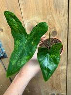 Alocasia tigrina superba variegata mint albo lemon green, Huis en Inrichting, Kamerplanten, Ophalen of Verzenden, Halfschaduw