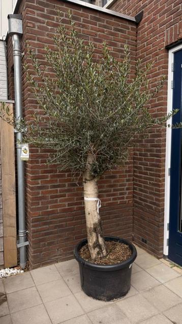 Olijfboom Olea europaea – 2.40m hoog in 68cm pot beschikbaar voor biedingen