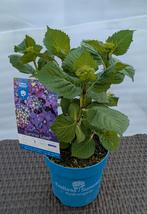 Hortensia, Tuin en Terras, Planten | Tuinplanten, Ophalen, Zomer, Overige soorten, Halfschaduw