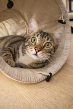 Speelse kater gecastr/gechip/ingeënt/FeLV+ 7mnd, Dieren en Toebehoren, Katten en Kittens | Overige Katten, Kater, Kortharig, 0 tot 2 jaar