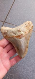 Prachtige Megalodon haaientand uit Indonesie fossiel, Ophalen of Verzenden, Fossiel