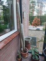 Cactus, Ophalen of Verzenden, Zo goed als nieuw, Rond, Minder dan 25 cm
