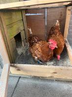 Legkippen, Dieren en Toebehoren, Vrouwelijk, Kip