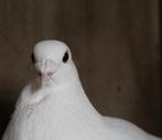 Kweekkoppel witte postduiven, Meerdere dieren, Postduif