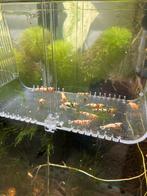 Fancy tigers en taiteebees, Dieren en Toebehoren, Vissen | Aquariumvissen, Kreeft, Krab of Garnaal