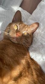 Goud mandje gezocht voor lieve Rocco, Kater, Gechipt