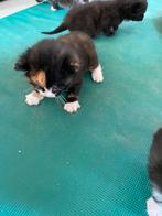 Kittens, Ophalen