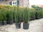 Haagplanten (o.a. Laurier), Ophalen, Laurier, 100 tot 250 cm