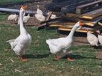 Afrikaanse knobbelgans, Dieren en Toebehoren, Pluimvee, Mannelijk, Gans of Zwaan