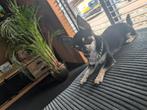 Chihuahua Te Koop, Dieren en Toebehoren, Honden | Chihuahua's en Gezelschapshonden, Rabiës (hondsdolheid), Reu, 1 tot 2 jaar, Eén hond