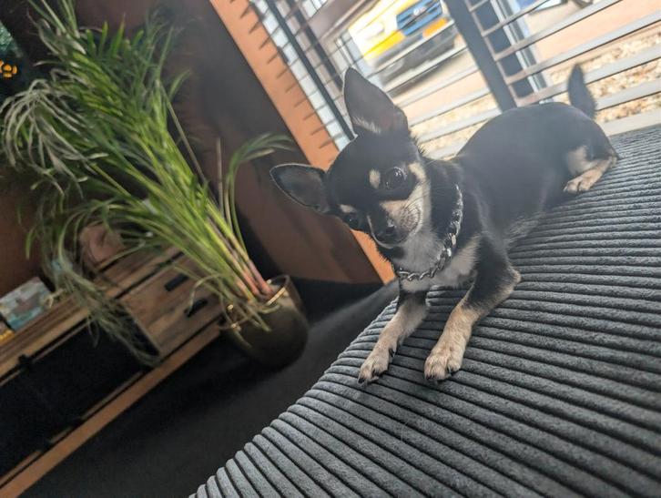 Chihuahua Te Koop, Dieren en Toebehoren, Honden | Chihuahua's en Gezelschapshonden, Reu, Chihuahua, Particulier, Eén hond, Nederland