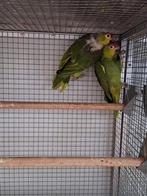 Koppel Ecuador amazone's., Dieren en Toebehoren, Meerdere dieren, Parkiet, Geringd