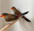 Te koop, koppel oranjekaakjes., Meerdere dieren, Geringd